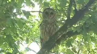 Owl Friends in Georgia