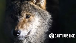 Stop the Wolf Hunt