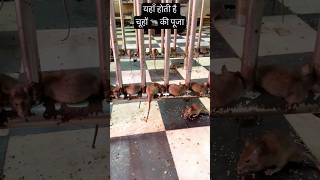 यहाँ होती है चूहों 🐀 की पूजा 😳#rats #temple #karnimata #bikaner #jaisalmer #dhruvrathee #shorts #y