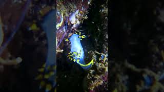 Cool New Nudibranch #shorts #vancouverisland #freediver #coldwaterdiving