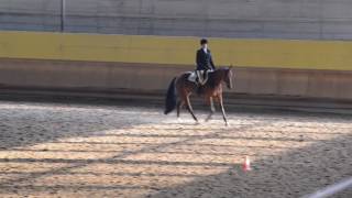 NOVICE AMATEUR HUNT SEAT EQUITATION. IAF 6815