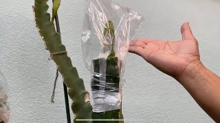 HOW TO: Graft Horizontal