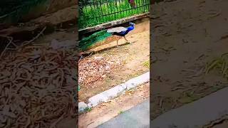 What A Steps Of Beautiful Peacock 😂 || Vedabh Vlogs #ytshorts #shorts