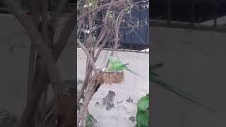 2 Parrots and 1 Squirrel