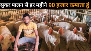 यह लड़का सुअर पालन से सालाना 10 लाख कमाता हैं ! पैसा ही पैसा #pigfarming #sukarpalan