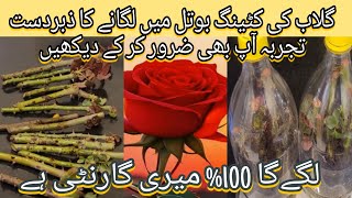 How to Grow Rose Cutting in Bottle |for 100% succes result |new idea tips cutting|Grow cuttings