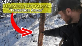 Building a Whitetail Line of Travel with Transition Area Attractions