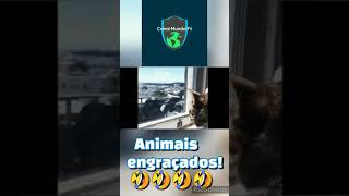 Animais engraçados!