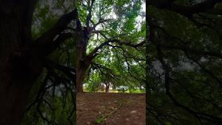 This is one of the most amazing trees in Cyprus. At least for me.