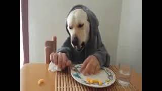 Funny Dog Eat Like Human Its Hilarious Compilation