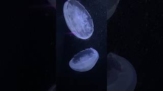 Jellyfish underwater 🐡 #birchaquarium #aquarium #fishvideo #pacific #fishing