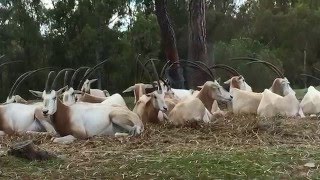 Visita a La Reserva del Castillo de las Guardas con bebé