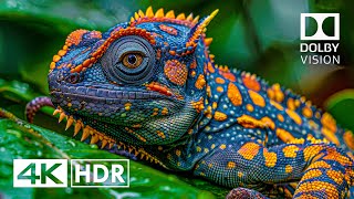 Best of Dolby Vision 4K HDR 60FPS (4K Video)