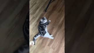 LOL, You Must Pet Me Today! Funny Cute Cat Shorts Videos 😺😂😂 -EPS1072 #funnycatsvideos