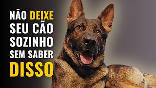 ANSIEDADE por SEPARAÇÃO - SAIBA COMO VENCER o MAIOR PROBLEMA CANINO dos ÚLTIMOS ANOS