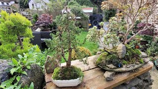 picea Bonsai. last year's seasonal tree that survived.