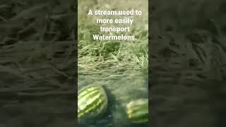 A stream used to more easily transport Watermelons.