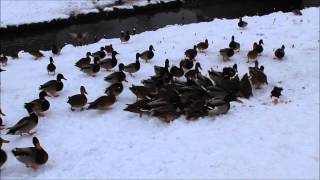 Feeding ducks after a snowfall [Białystok, Poland]