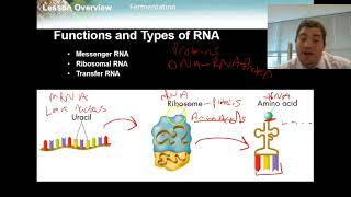 Lesson 13.1- RNA Molecule