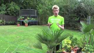 Potting Up Palms | Jack Shilley