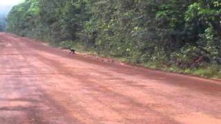 Spider monkeys on the road - Guyana