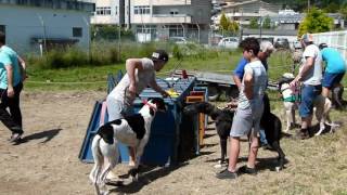 8ª Corrida de Galgos V. N. de  Famalicão 2017