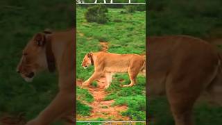 Lion | Sound Wild Animals #shorts #wildlife #lion