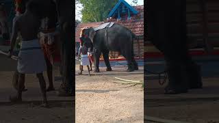 #shorts elephant video #viral #elephant #cute