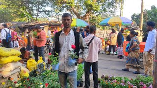 Kolkata Flower Plants Market At Galiff Street| Rose Plant Petunia Daliya Chandramallika Price Update