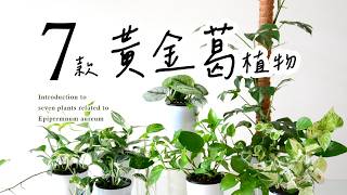 新手友善的黃金葛大家族！美麗好養又愛攀爬的室內植物🌿Introduction to seven plants related to Epipremnum aureum #室內植物