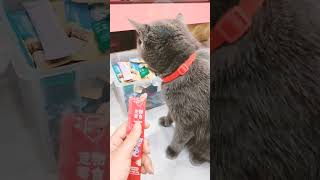 Đồ ăn dạng thanh boss của sen gấc iu #catmom #cat #cateating #catfood #bossmeow #cutecat #meo #relax