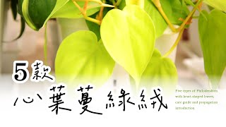 居家必備的室內植物💚五款心葉蔓綠絨 | 養護方法&繁殖介紹🌿Five types of Philodendron with heart-shaped leaves, care guides #室內植物