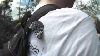 Mr. Butterfly in Parque Nacional Iguazú, Argentina.