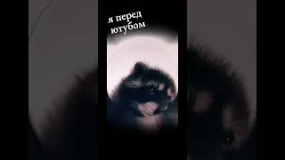 енот танцует  #rek #shortvideo #subscribe #shorts #short #рекомендации