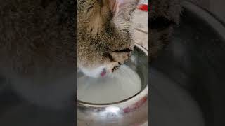 "Pawsome! Watch this Cute Hungry Cat Gulp Down Milk in Seconds