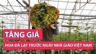 Hoa hồng Đà Lạt tăng giá liên tục trước Ngày Nhà giáo Việt Nam