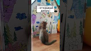 Саня, открывай!!! #приколы #кошки #shorts