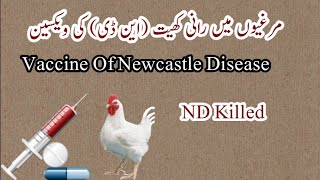 ND killed vaccine in Broiler | PPS | Pakistan Poultry | Poultry Farm Supervisor