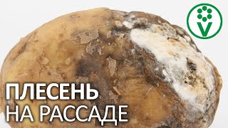 ПЛЕСЕНЬ УНИЧТОЖИТ ВАШУ РАССАДУ! Или нет?.. 3 способа борьбы с плесенью