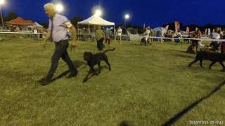 20190720 Debrecen Night CACIB - Cane Corso - N S Alex