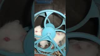 Beautiful animals hamster baby #shortvideo #funny (4)