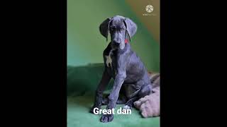 GREAT DAN Dog breed||# WhatsApp status.