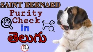 Saint Bernard purity Check | Popular Breed | Telugu