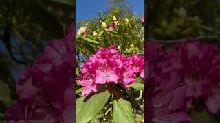 Vẻ đẹp ngoạn mục của cây Rhododendron ( Chi Đỗ quyên) #shorts #hoa #yeuhoa