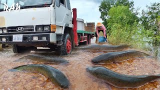 Fishing on the National road-Top fishing Techniques,  A fisherman catch fish  by hand