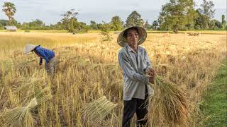 Harmony in Labor: A Glimpse into the Daily Lives of Lao Farmers and Fishermen #LaosFarmLife