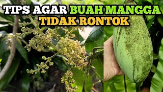 Tips simpel agar tanaman / buah mangga tidak rontok