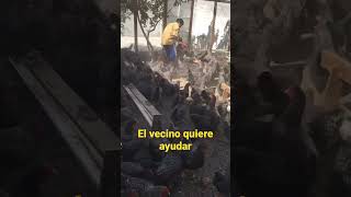 El vecino ayudando con las gallinas 🐓 #chicken #granja #animal #gallinasponedoras #youtube