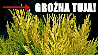 Przy Twoim domu rośnie tuja? UWAŻAJ!