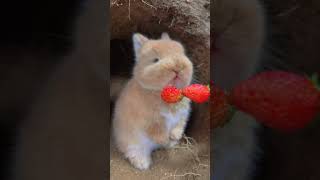 kelinci lucu #cutebunny #bunny #rabbits